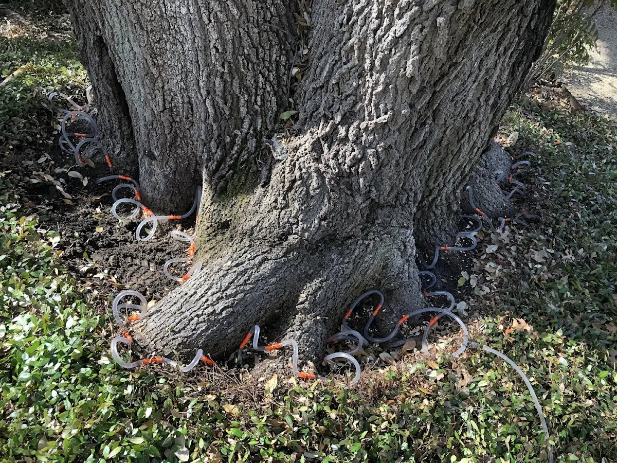 Detailed Tree Cabling and Bracing job site in Twelve Mile