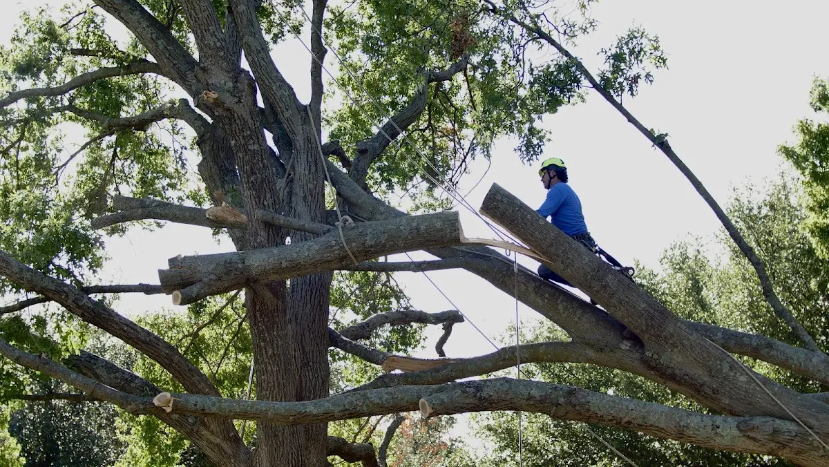Professional Crown Thinning performed by certified arborists in Twelve Mile